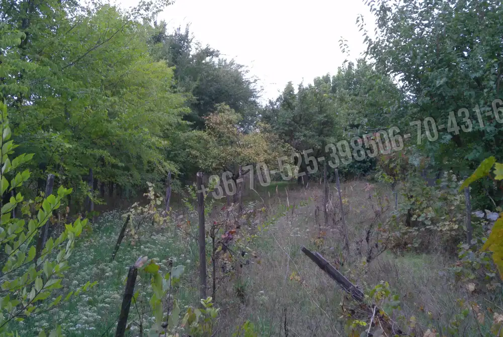 Pest megye - Albertirsa