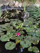 Pest megye - Albertirsa