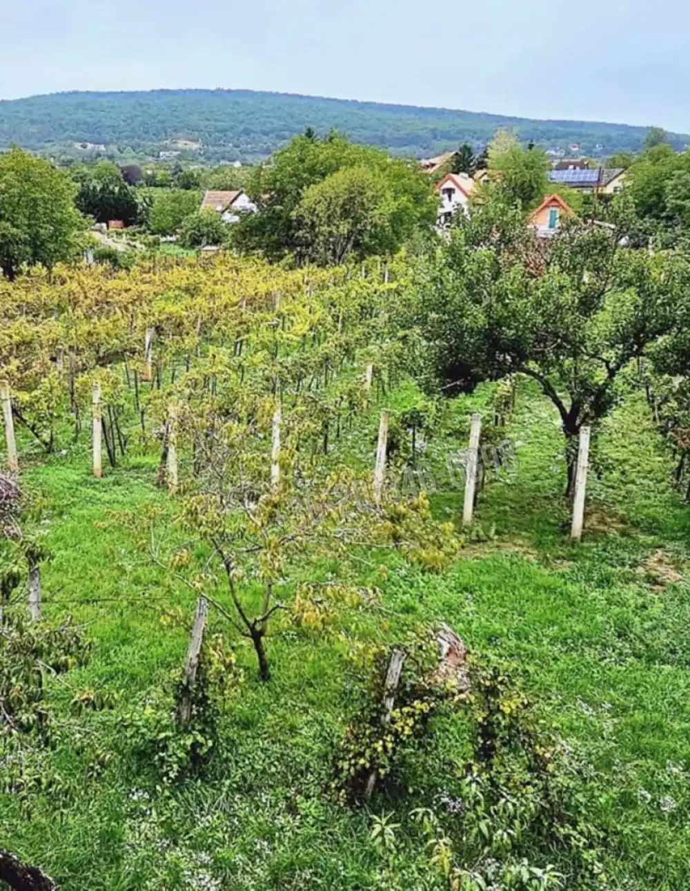 Veszprém megye - Csopak