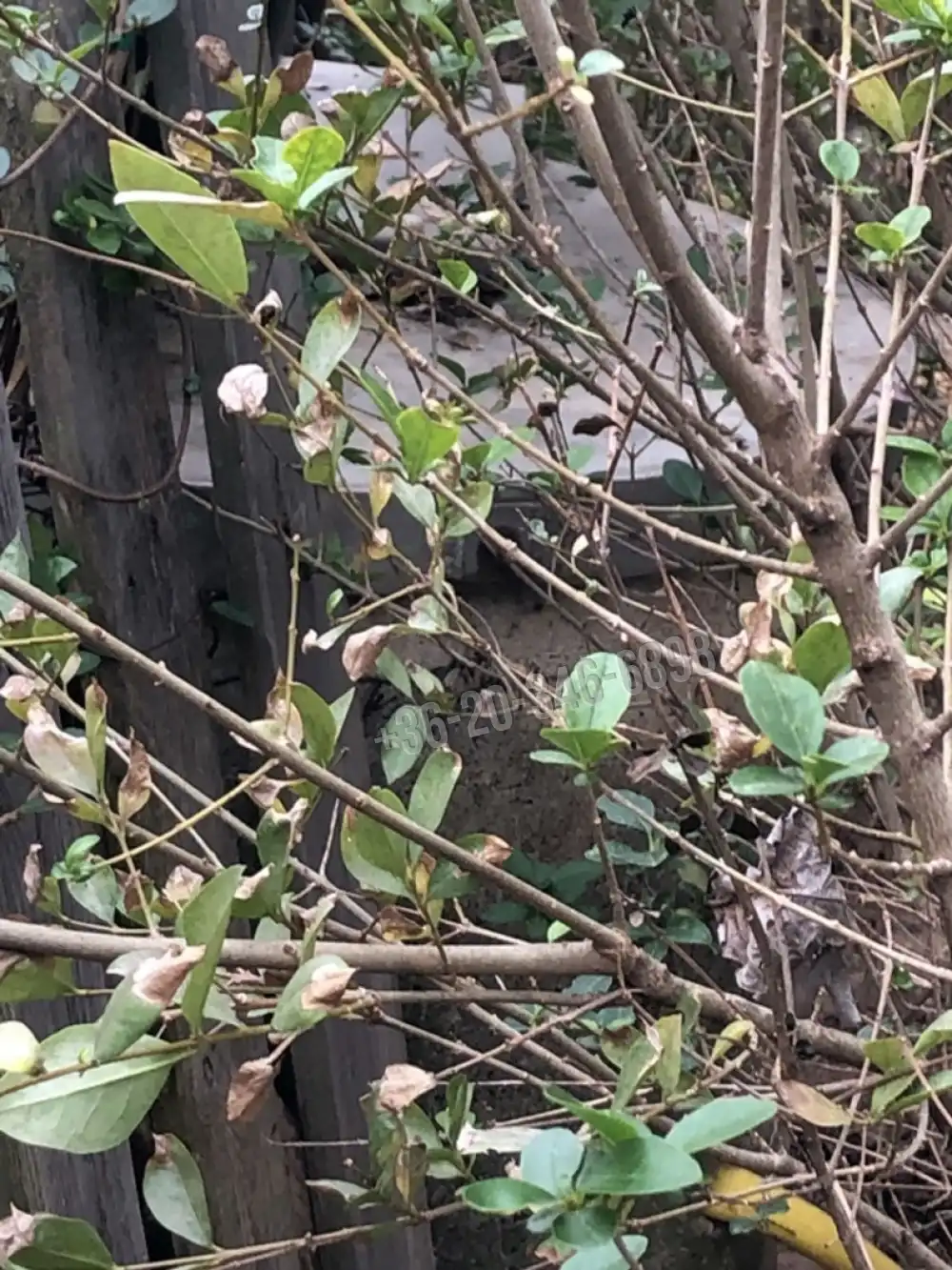 Veszprém megye - Csopak