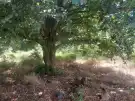 Pest megye - Csörög