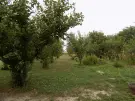Veszprém megye - Dáka