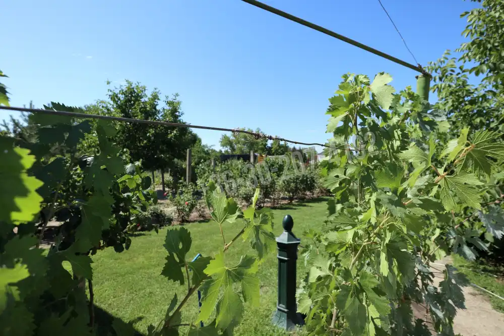 Csongrád megye - Domaszék