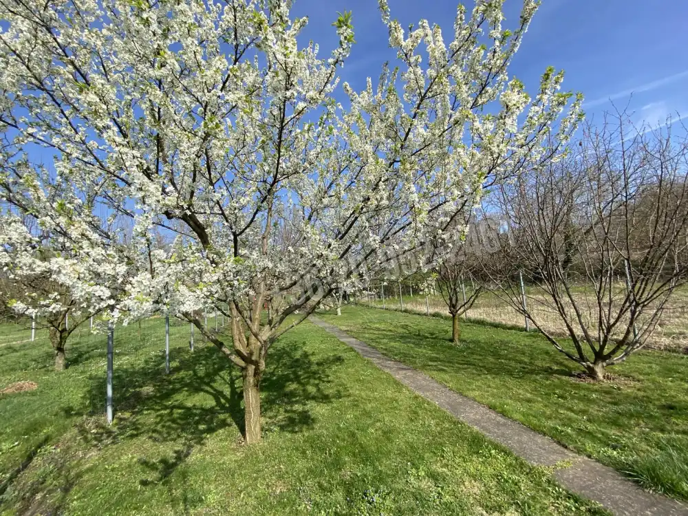Komárom-Esztergom megye - Dunaalmás