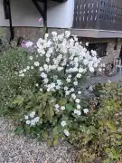 Pest megye - Gödöllő