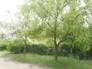 Pest megye - Monorierdő