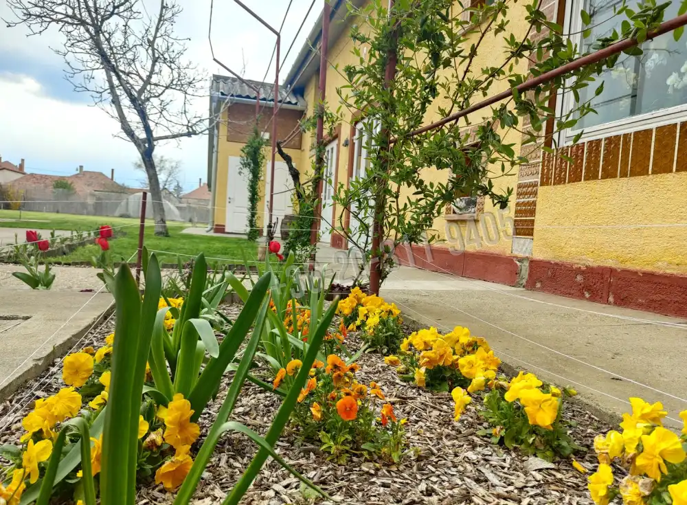 Csongrád megye - Mórahalom