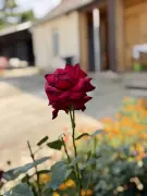 Nógrád megye - Ősagárd