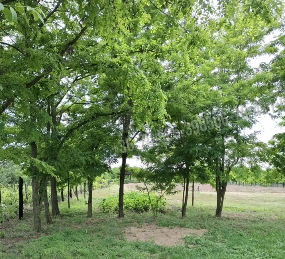 Pest megye - Pilis