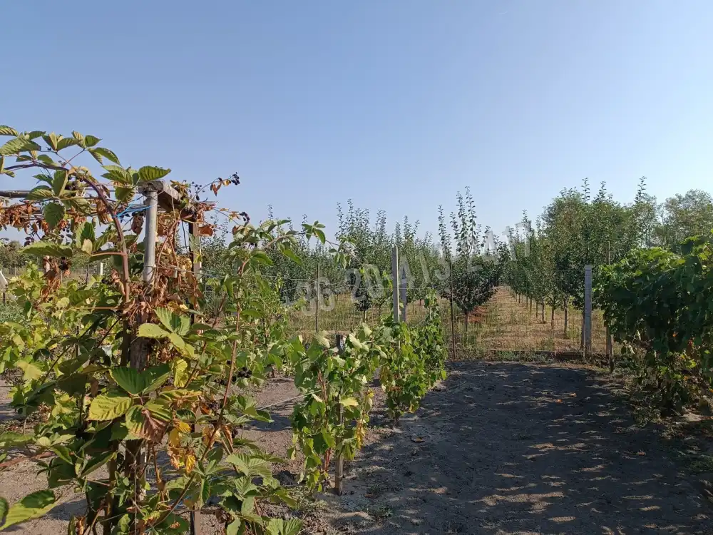 Pest megye - Pusztavacs