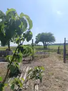 Zala megye - Resznek