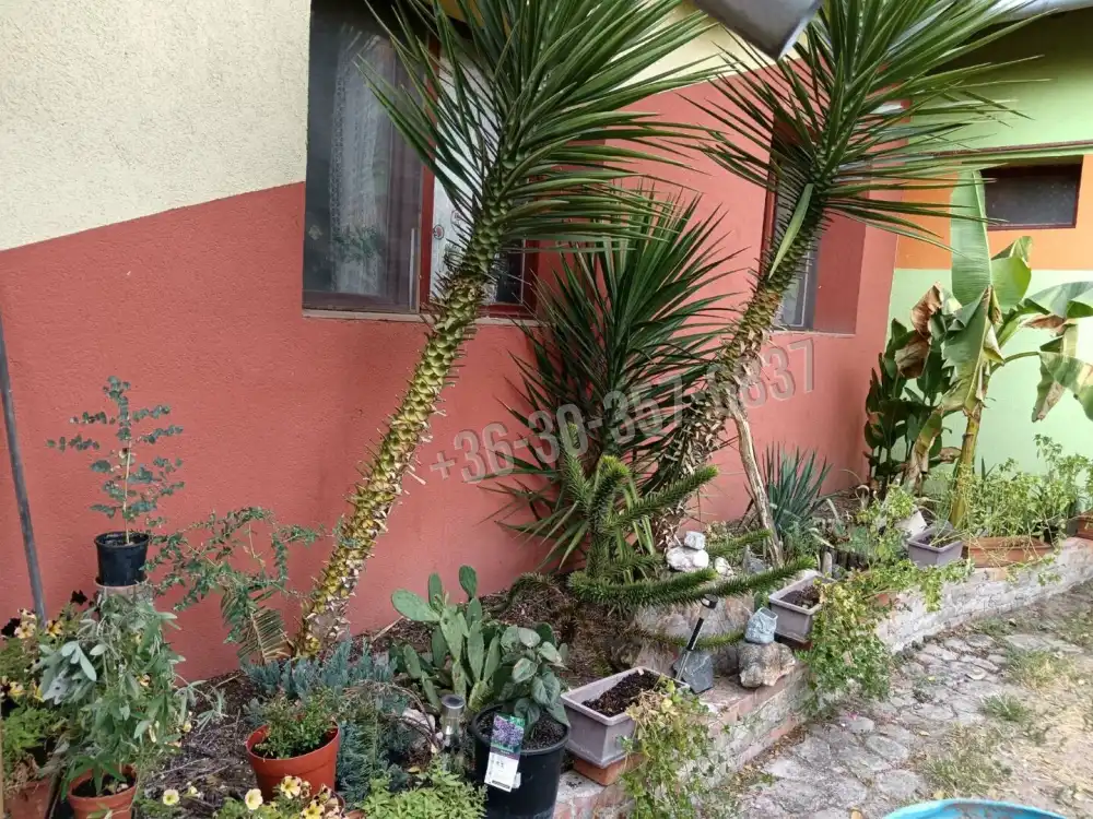 Csongrád megye - Sándorfalva