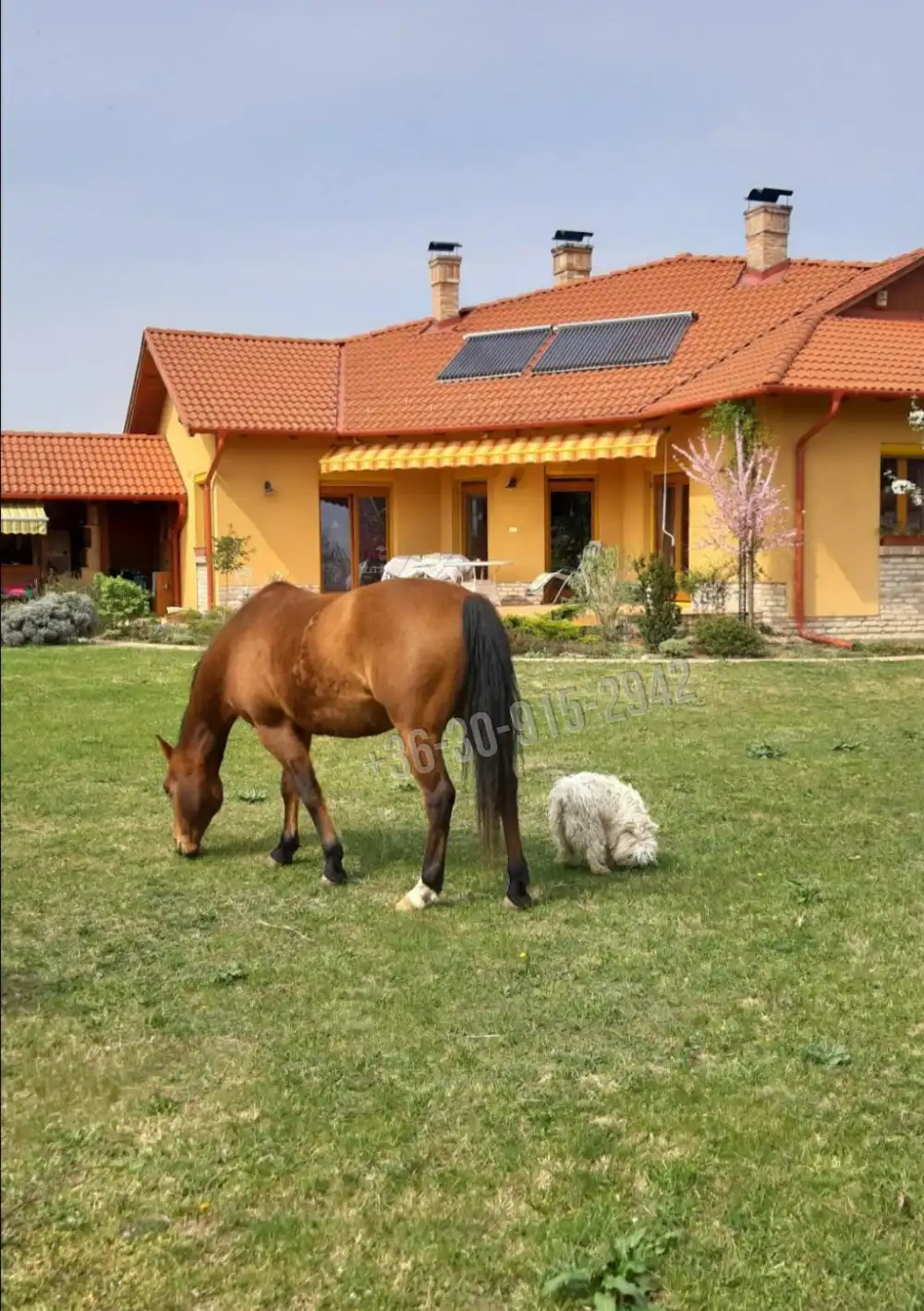 Pest megye - Szada