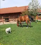Pest megye - Szada