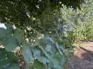 Csongrád megye - Szatymaz