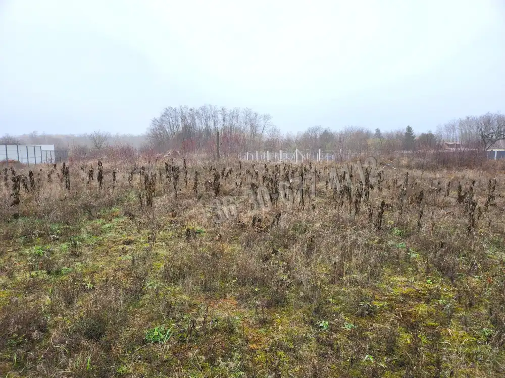 Pest megye - Dabasiszőlők