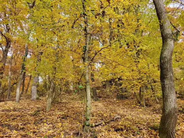 Eladó Építési telek, Kismaros 1000 m² 30 M Ft