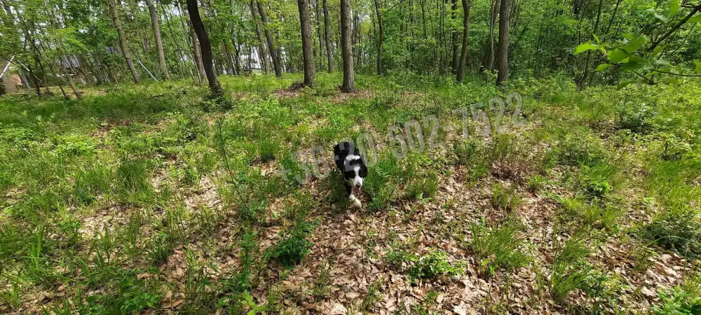 Pest megye - Kismaros