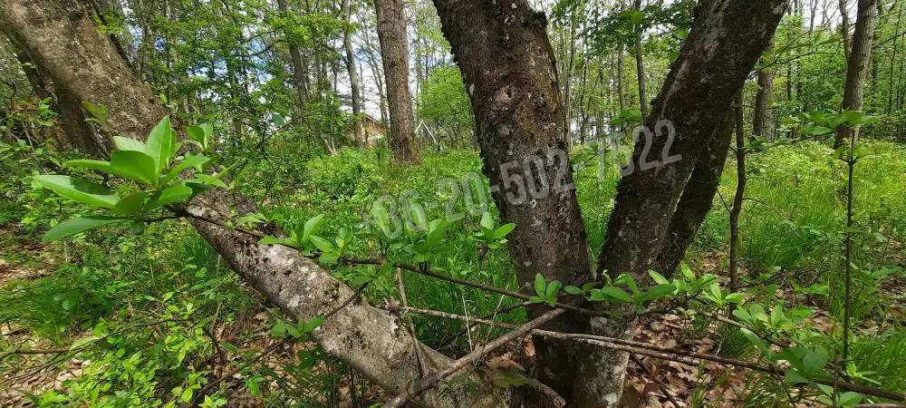 Pest megye - Kismaros