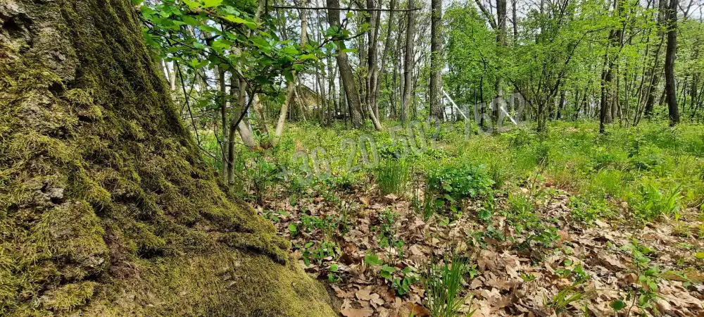 Pest megye - Kismaros