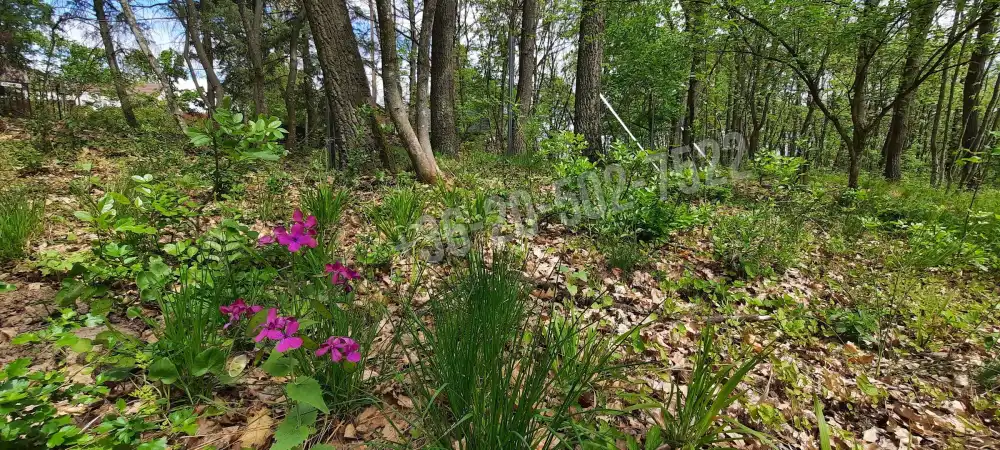 Pest megye - Kismaros