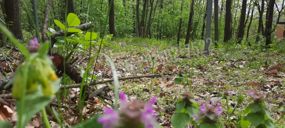 Pest megye - Kismaros