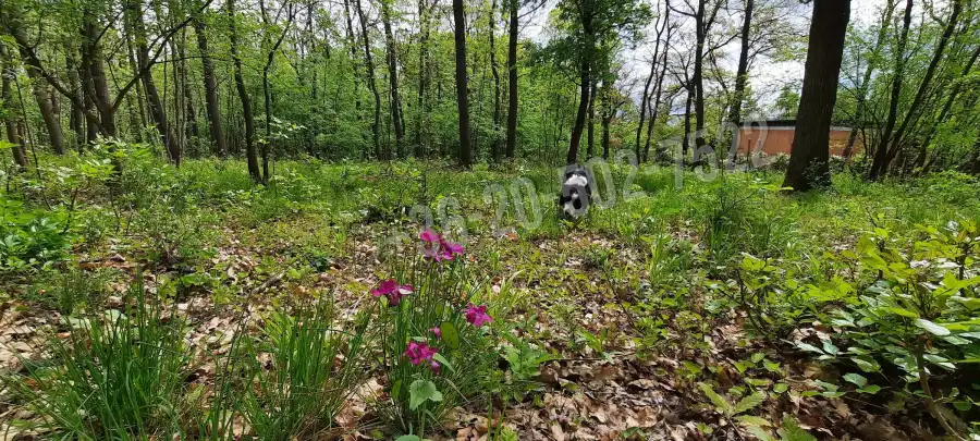 eladó  Építési telek, Kismaros
