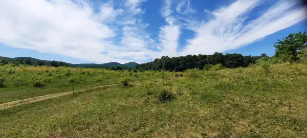 Eladó Építési telek, Kóspallag 4597 m² 39.7 M Ft
