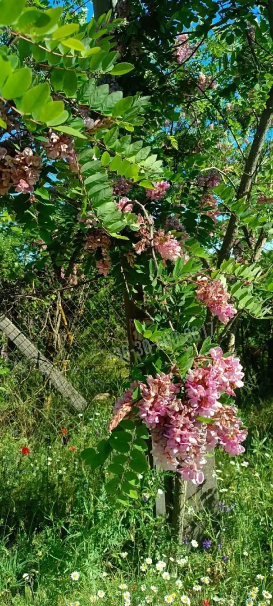 eladó  Építési telek, Kunpeszér