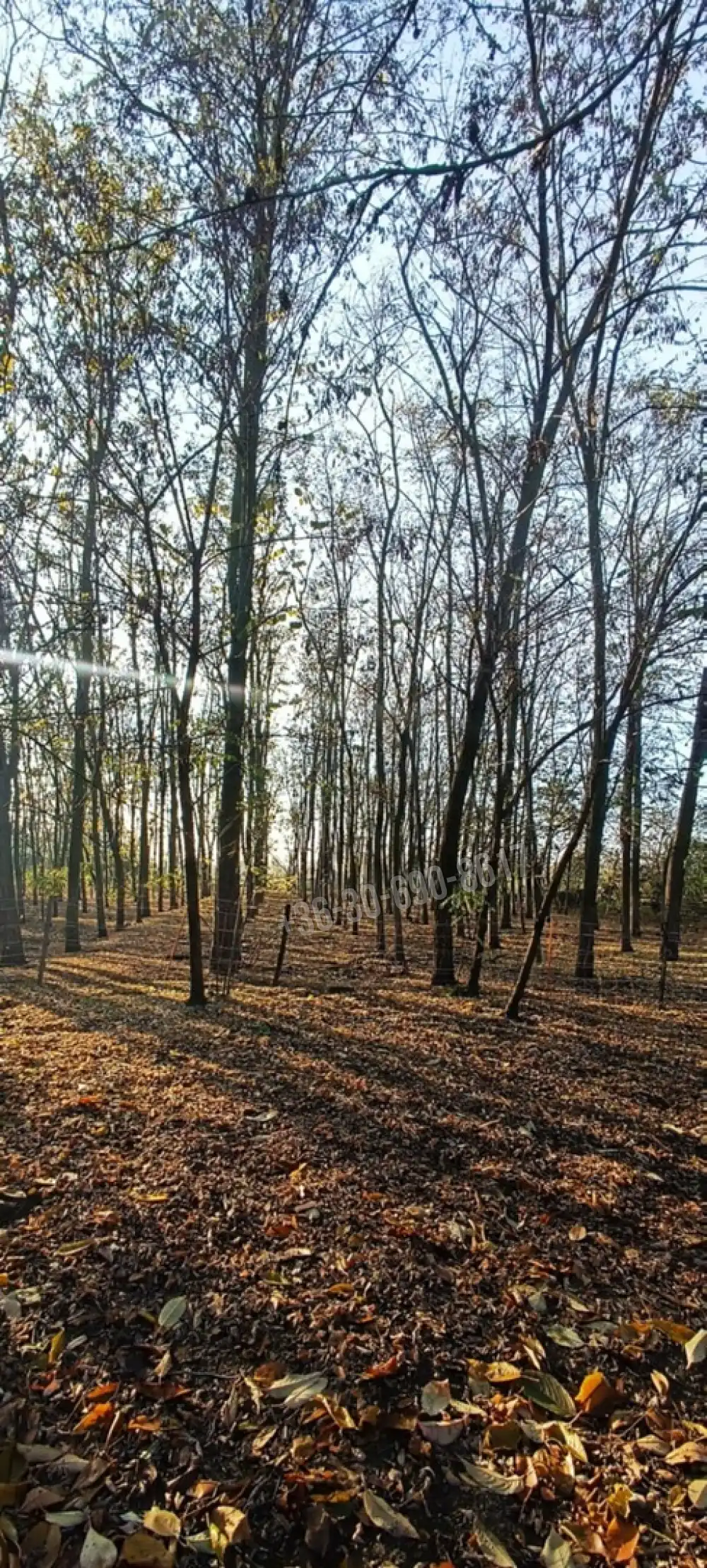 Bács-Kiskun megye - Kunszentmiklós