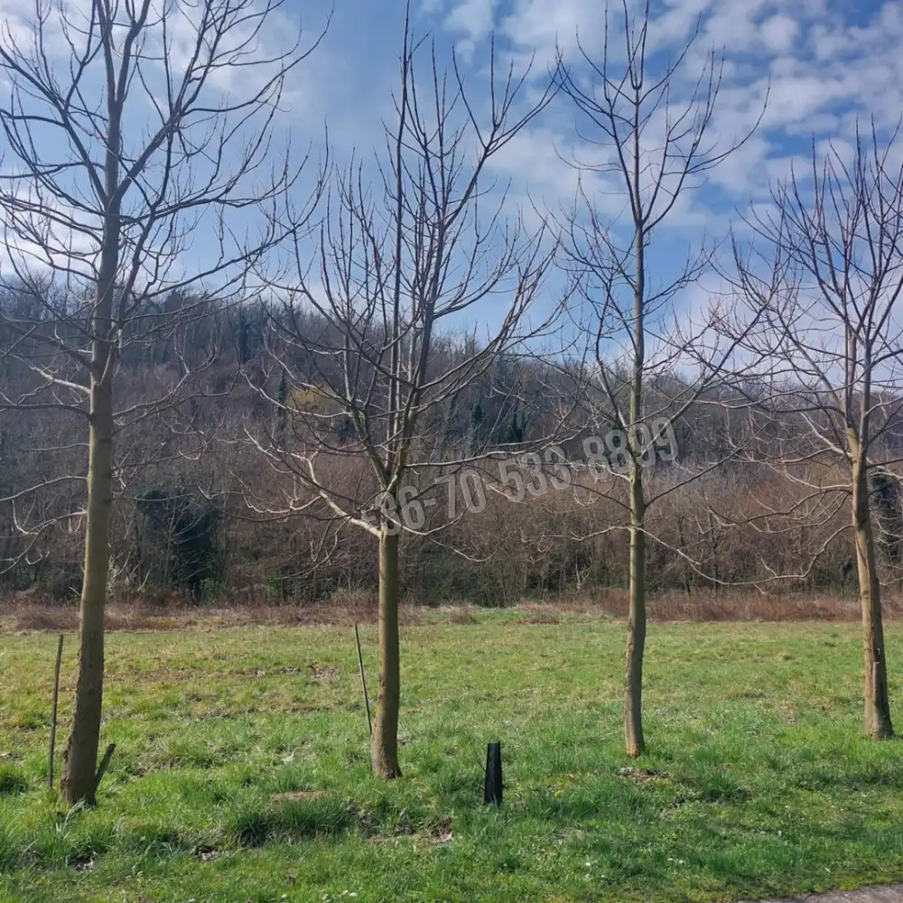 Veszprém megye - Lesencefalu