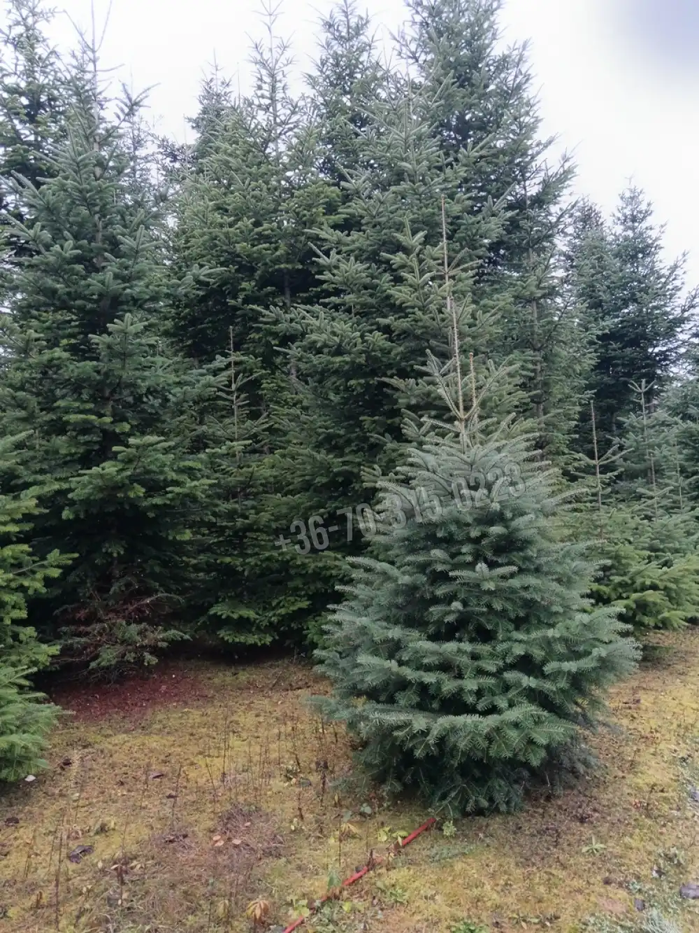 Zala megye - Nagykanizsa