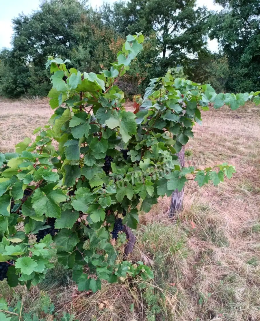 eladó  Építési telek, Szendehely