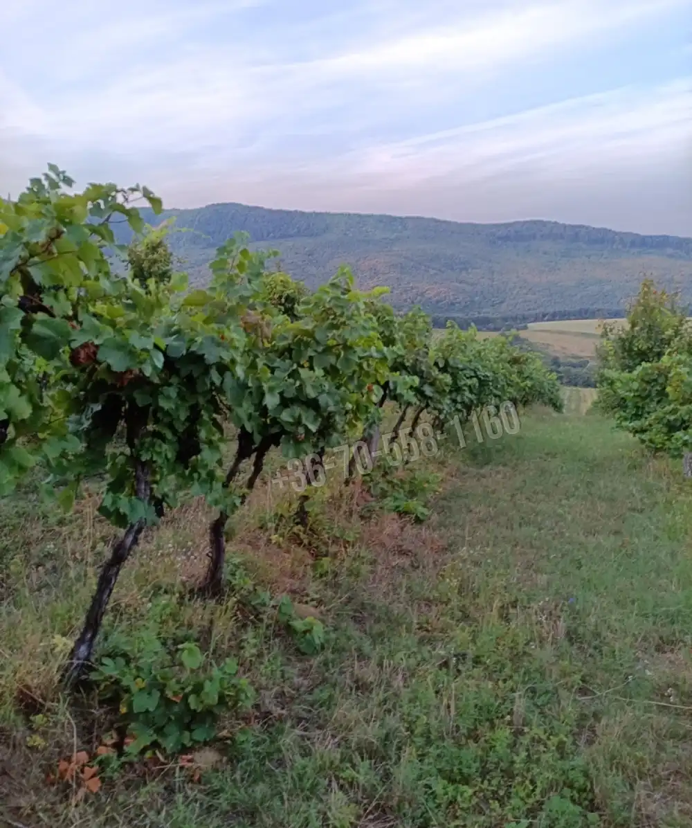 Nógrád megye - Szendehely