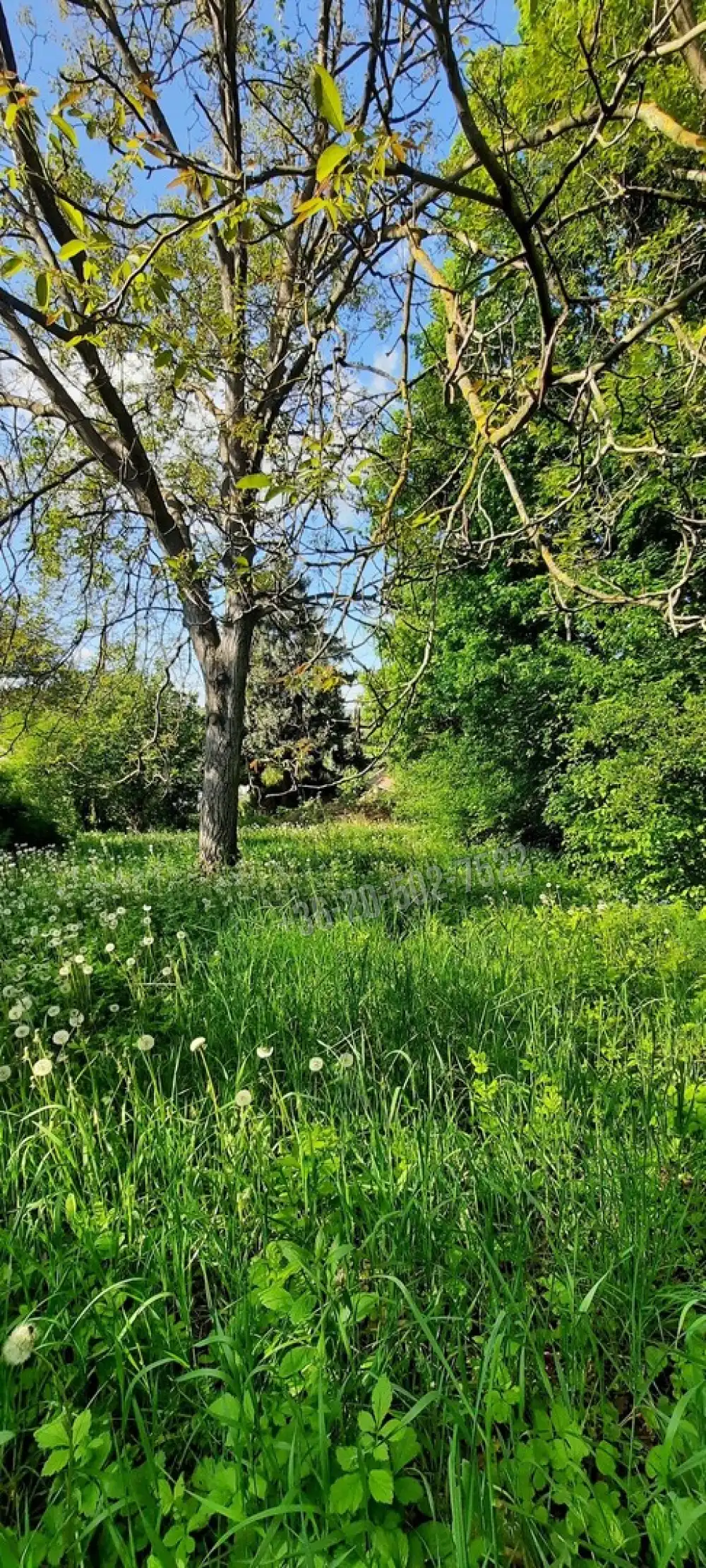 Pest megye - Verőce