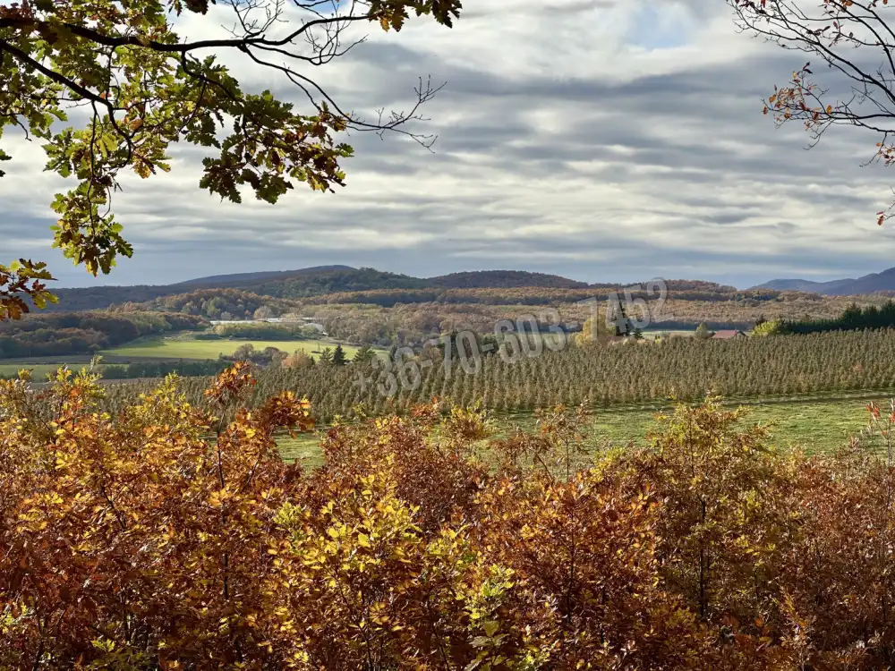 Nógrád megye - Berkenye