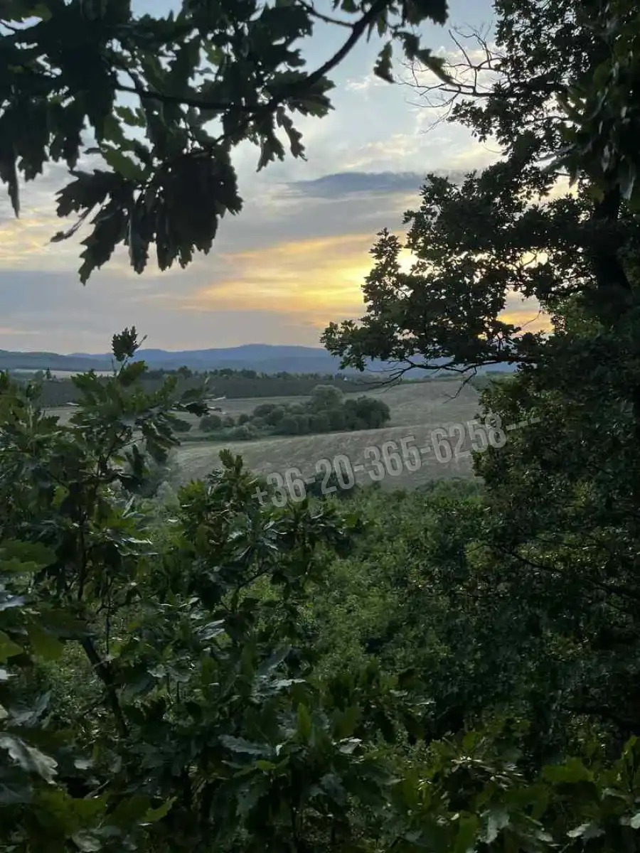 eladó  Erdő, Berkenye
