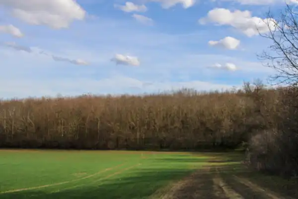 Eladó Erdő, Iregszemcse 30000 m² 3.3 M Ft