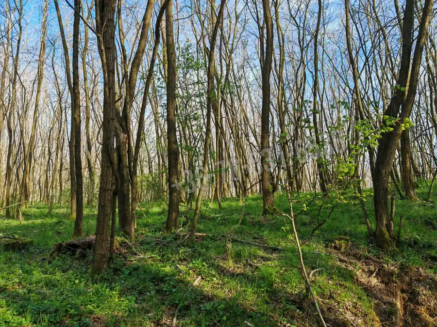 eladó  Erdő, Kerecseny