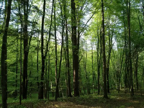 Eladó Erdő, Kétvölgy 80000 m² 24 M Ft