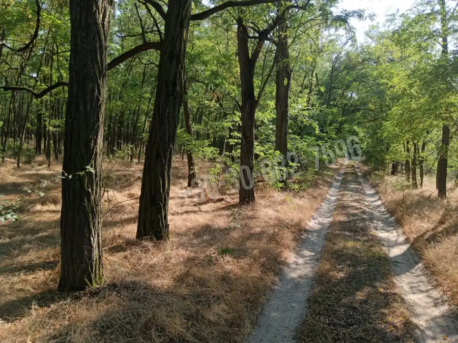 eladó  Erdő, Lajosmizse