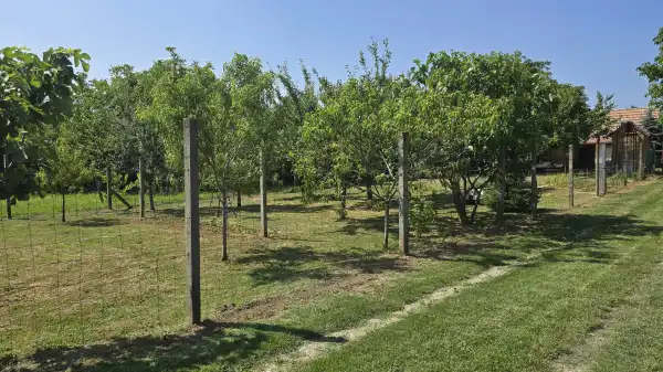 Eladó Gyümölcsös, Cserdi 2684 m² 9.9 M Ft