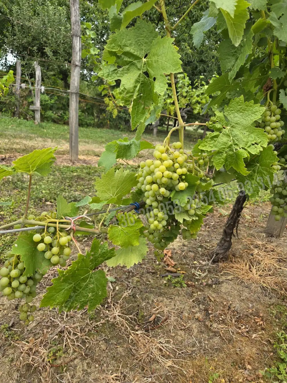 Somogy megye - Iharosberény