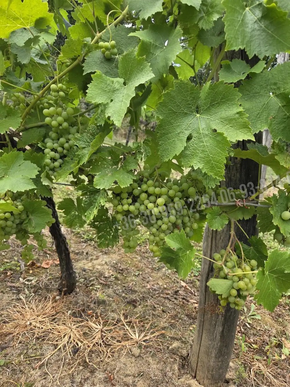 Somogy megye - Iharosberény