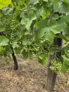 Somogy megye - Iharosberény