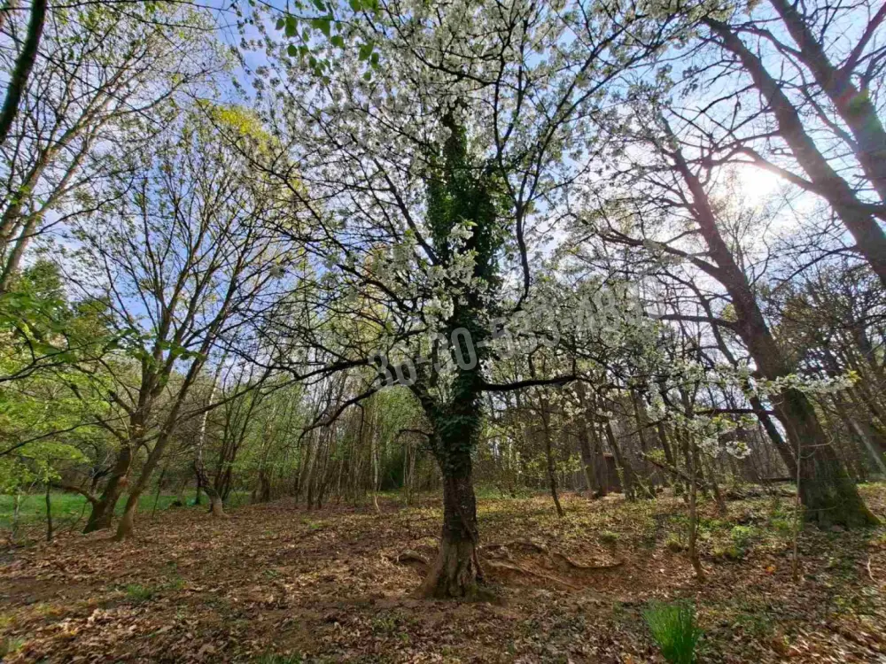 Vas megye - Kőszeg