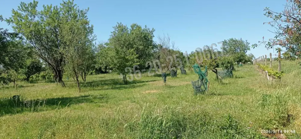 Baranya megye - Mohács