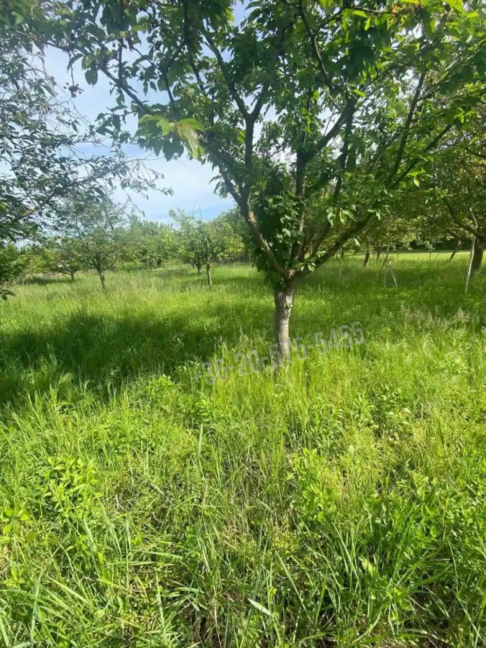 Somogy megye - Siófok