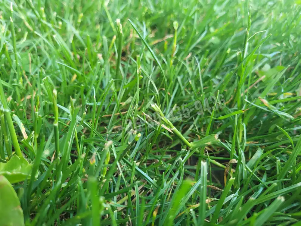 Pest megye - Vác