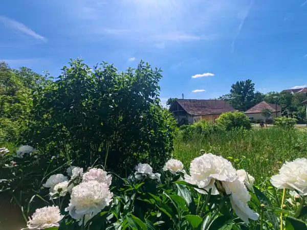 Eladó ingatlan, Nógrádsáp 2 szoba 49 m² 15 M Ft